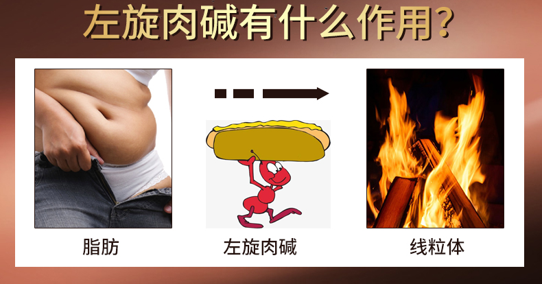 左旋肉堿2_03.jpg