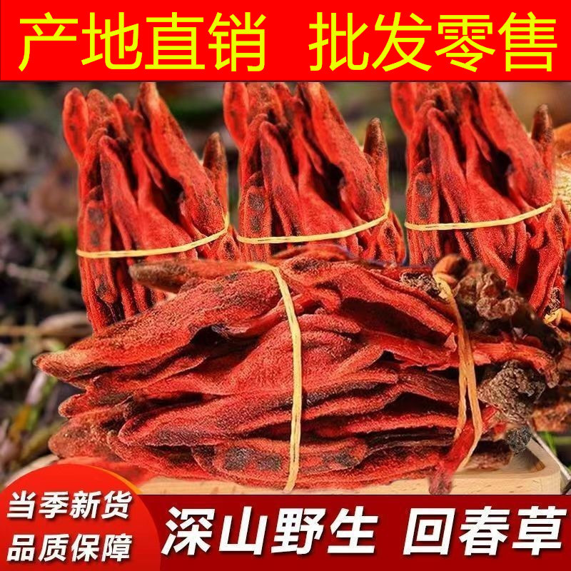 云南野生整株回春草不老草頂天柱起陽草擎天柱男性泡酒煲湯滋補.jpg