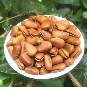 東北特產開口松子代加工貼牌OEM/ODM
