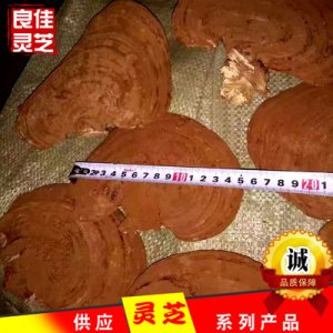 山東冠縣良佳靈芝科技有限公司