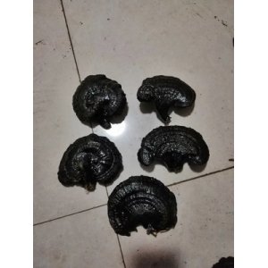 無(wú)柄黑靈芝原產(chǎn)地OEM代加工