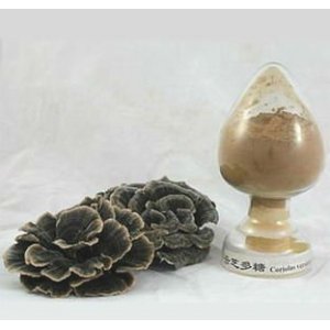 天然云芝提取物可OEM/ODM代工