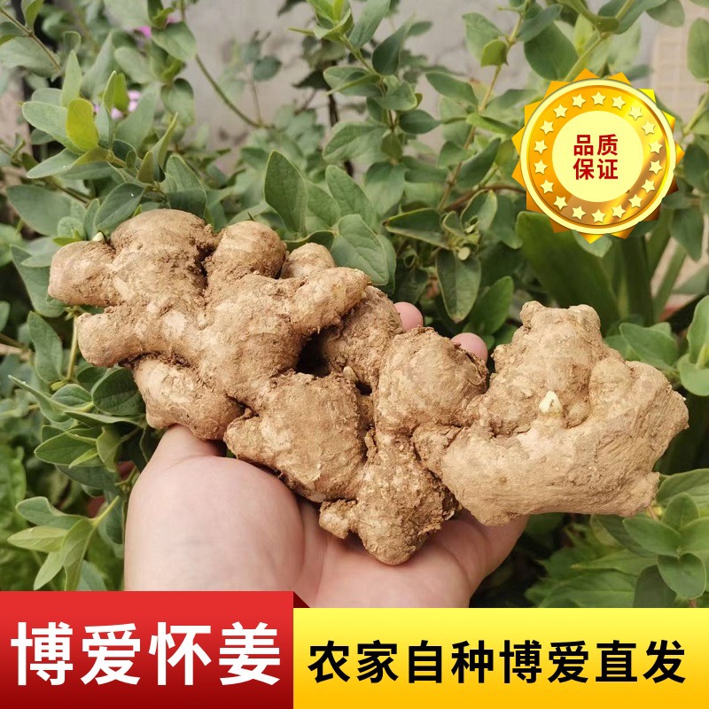 農戶自種懷姜食用農產品姜上莊生姜懷姜糖膏鮮姜原料散裝批發(fā)供應OEM代加工