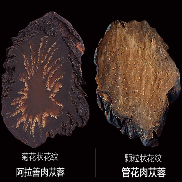 批發(fā)代發(fā)新鮮阿拉善肉蓯蓉與鎖陽泡酒內蒙古中藥材肉蓯蓉油切片OEM代加工